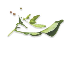 floating veggies